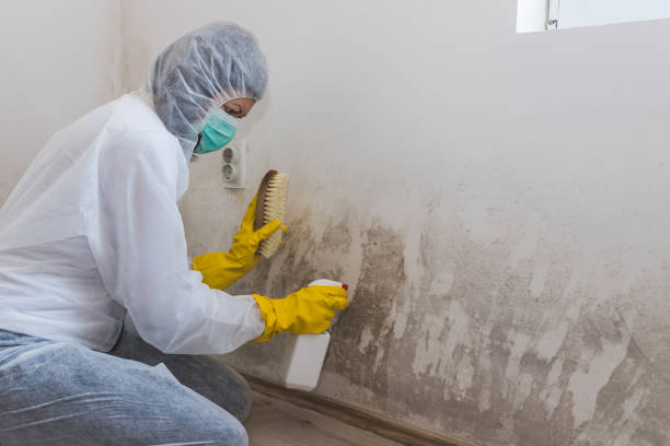 Trusted Bartonville, TX Mold Remediation Experts