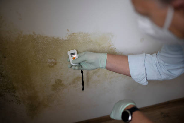 Bartonville, TX Mold Remediation Company