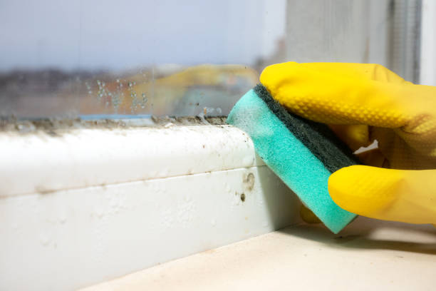 Best Health and Safety Mold Remediation in Bartonville, TX