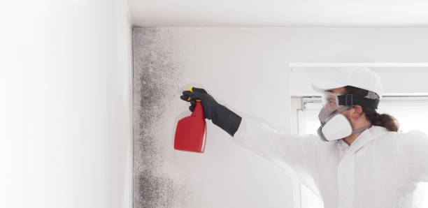 Best Basement Mold Remediation in Bartonville, TX