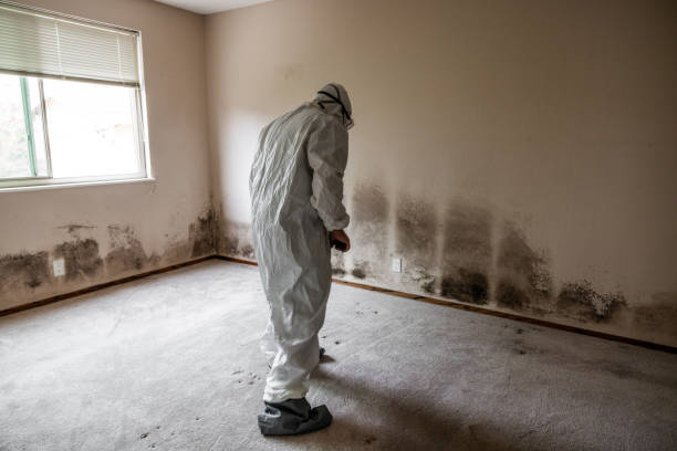 Best Attic Mold Remediation in Bartonville, TX